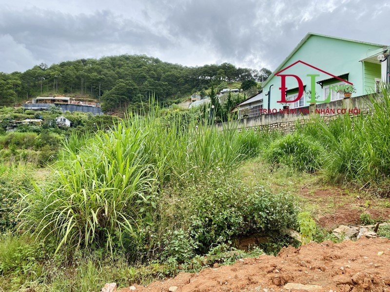 Bán đất Đa Quý Đà Lạt mặt đường nhựa view thông đẹp yên tĩnh