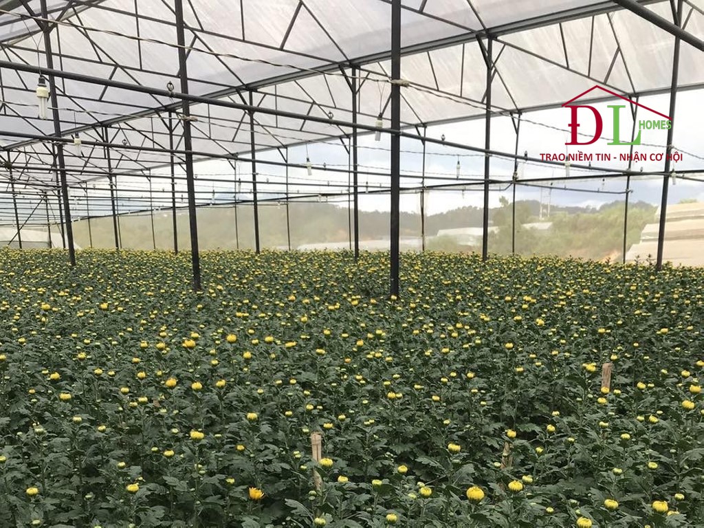 Bán lô đất Vạn Thành Phường 5 Đà Lạt đường xe hơi