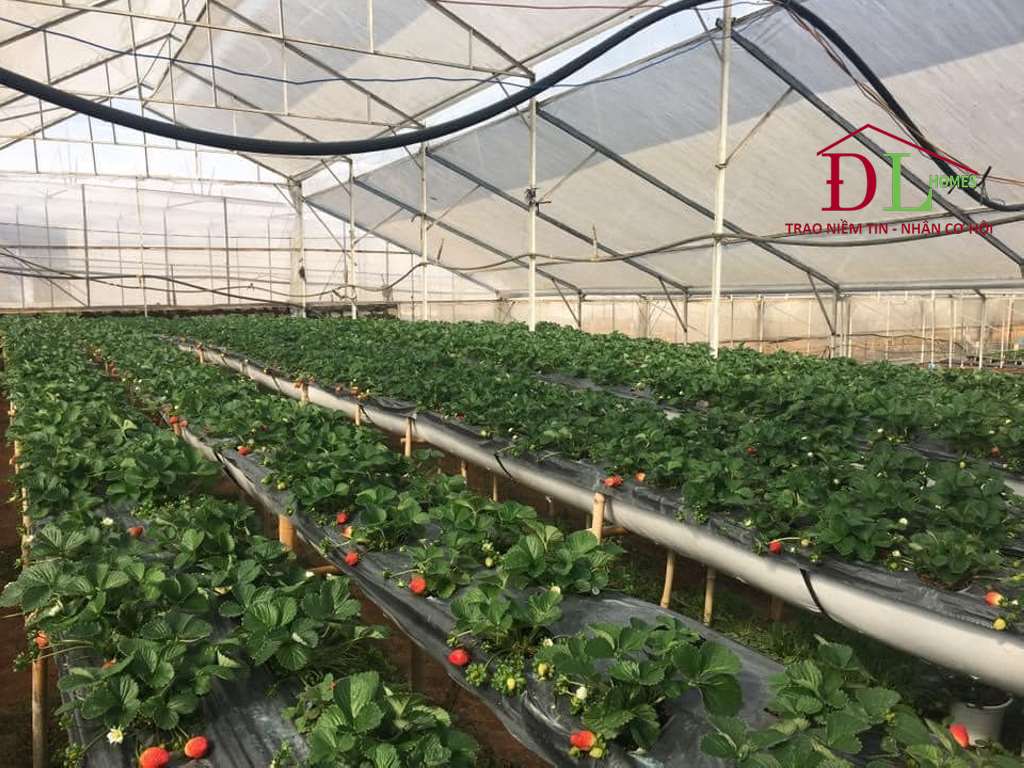 Bán đất 3 mặt tiền An Bình phường 3 Đà Lạt đang kinh doanh tốt