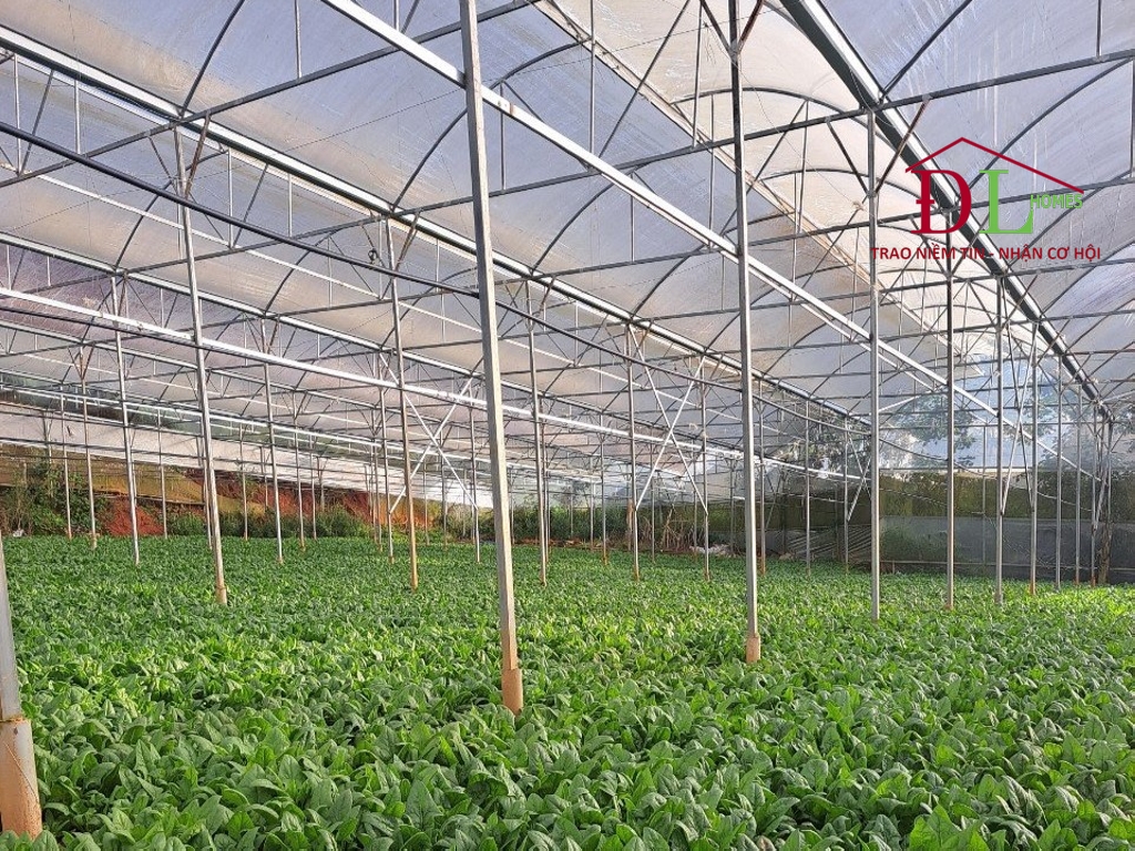 Bán đất thị trấn Lạc Dương Đà Lạt thích hợp đầu tư nghỉ dưỡng
